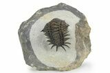 Crotalocephalus (“Cyrtometopus”) Trilobite - Scarce Species #241212-5